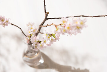 桜の一輪挿し　インテリア
