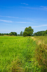 Typical Mark Brandenburg wetland meadow in the Barnim region, Joachimsthal, Brandenburg, Germany.