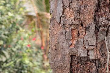 Tree trunk with rugged bark close up with copy space