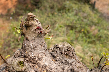 Old tree trunk inside of the forest with growing young branches