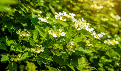 Blooming viburnum in the spring garden

