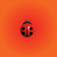 Ladybug viewed from above isolated on orange background