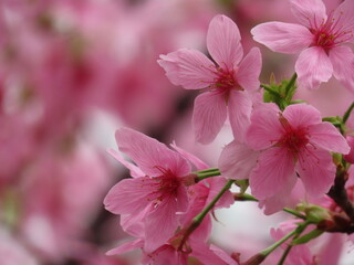 A Blooming Cherry Blossom/Sakura