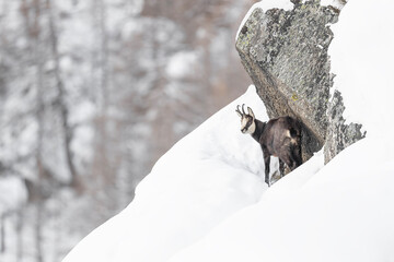 Wild Alps, chamois in the snow (Rupicapra rupicapra) - 571597777