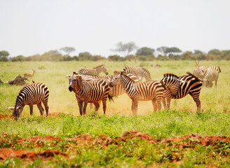 Zebras in Tsavo East National Park, Kenya, Africa