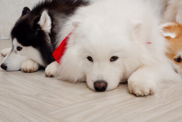 white cute dog lying on the floor dog love concept.