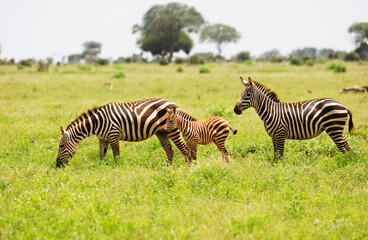 Fototapeta na wymiar Zebras in Tsavo East National Park, Kenya, Africa