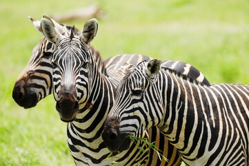 Zebras in Tsavo East National Park, Kenya, Africa