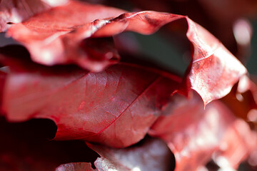 Macro photography of oak textured leaf,color of trendy red color.Defocused background.