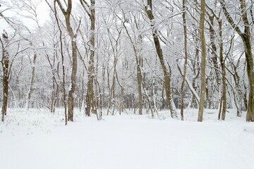 雪降る森　雪の風景素材