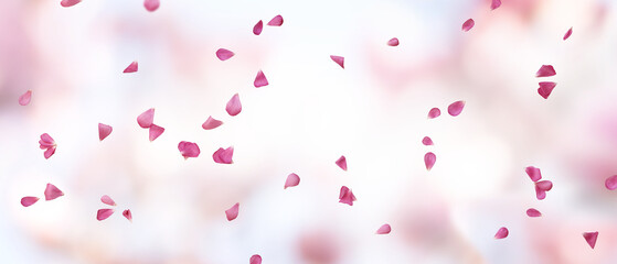 Wedding background with floating pink rose petals on transparent background. Concept for banner and...