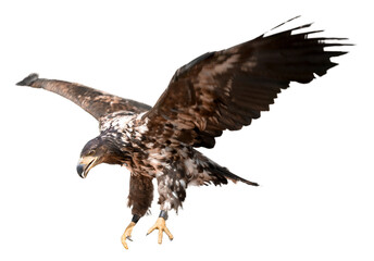 Young bird wild black chested buzzard eagle