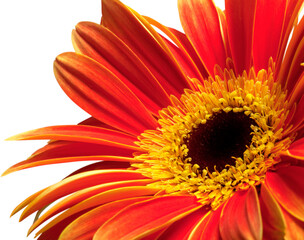 Red Gerbera Daisy