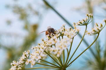 Bee collects pollen for honey. Anise flower field. caraway flower t. Fresh medicinal plant. Seasonal background. Blooming cumin field background on summer sunny day.
