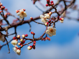 白梅の花