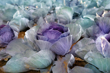 young red purple cabbage plants, Brassica oleracea, fields of ripening agro culture, agricultural...