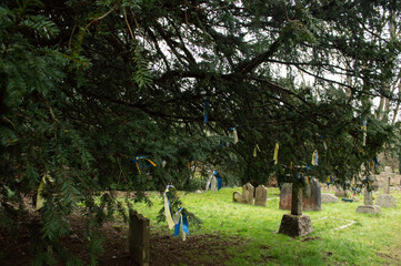 Ribbon Tree Shere, England