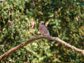 Jay on a Branch
