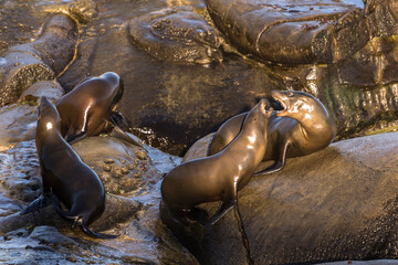 Sea Lion on a rock on the Pacific coast