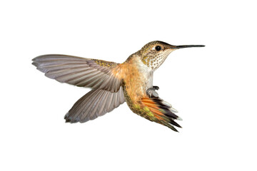 Fototapeta na wymiar Adult Ruby-throated Hummingbird - Archilochus colubris - isolated cutout on white background,transparent background, great feather detail