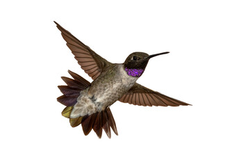 Adult Ruby-throated Hummingbird - Archilochus colubris - isolated cutout on white background,transparent background, great feather detail