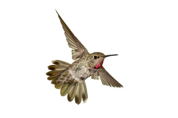 Adult Ruby-throated Hummingbird - Archilochus colubris - isolated cutout on white background,transparent background, great feather detail