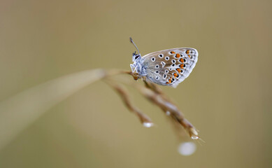 Common Blue butterfly resting on a blade of grass, Wales, UK