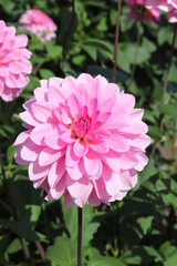 花畑で咲く気品のあるダリア