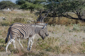 Fototapeta na wymiar etosha Südafrika - Zebra