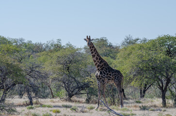 etosha Südafrika  - Giraffe