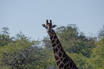 etosha Südafrika  - Giraffe