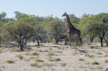 etosha S&uuml;dafrika  - Giraffe