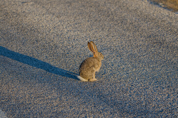 Wildhase auf einer Safaristraße im Etosha-Nationalpark © A.-K. Brinkmeier