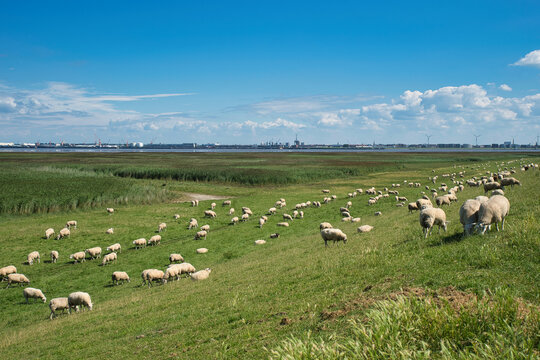 weidende Schafe auf dem Deich Nordseek&uuml;ste Deutschland