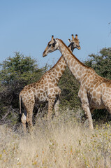 Naklejka na ściany i meble etosha Südafrika - Giraffe
