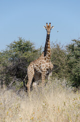 etosha Südafrika - Giraffe