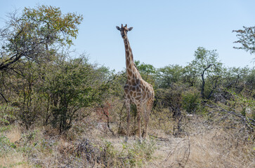 etosha Südafrika 
