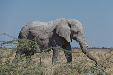 etosha Südafrika - Elefant