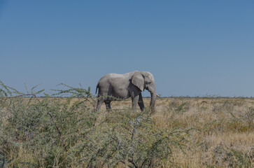 etosha Südafrika - Elefant