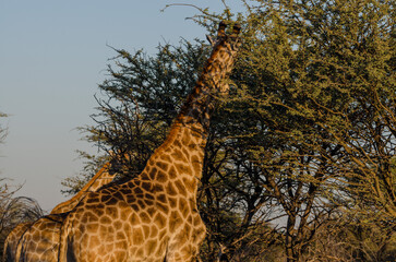 etosha Südafrika - Giraffe