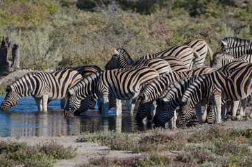 Obraz na płótnie Canvas etosha Südafrika - Zebra