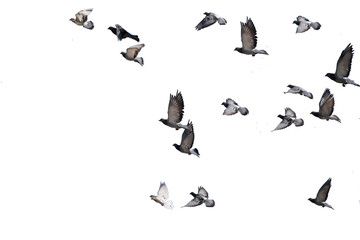 flying birds formation of pigeons isolated for backgound - Powered by Adobe