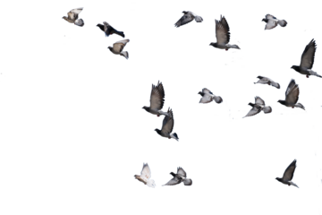 flying birds formation of pigeons isolated for backgound