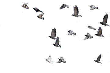 Foto op Plexiglas flying birds formation of pigeons isolated for backgound © sea and sun