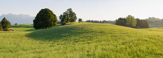 A panoramic view of a gentle curved hill overgrown with lush grass in front of single trees in soft sunlight.