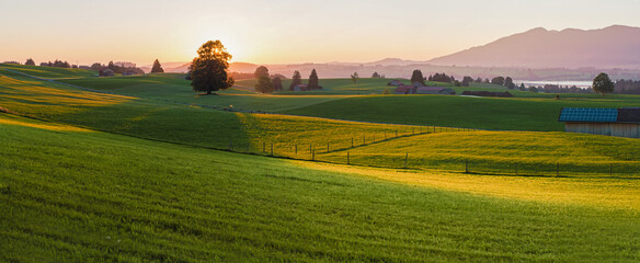 Warm evening light back lit touches the hilly meadow landscape in front of the Alps in Germany in Allgäu.