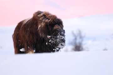 musk ox in the first morning light  in winter in Dovrefjell-Sunndalsfjella National Park Norway