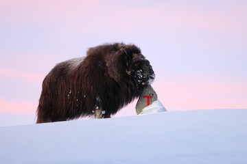 musk ox at a trail marker in winter in Dovrefjell-Sunndalsfjella National Park Norway
