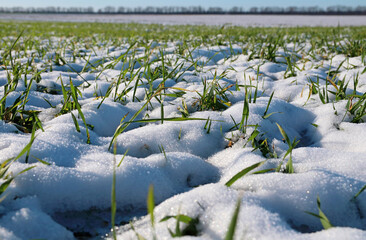 Sprouts of winter wheat. Young wheat seedlings grow in a field. Green wheat covered by snow.