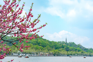Peach blossom in the spring of West Lake in Hangzhou
